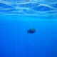 Image for article titled Review: Pentax W60 Waterproof Camera Catching Whale Sharks